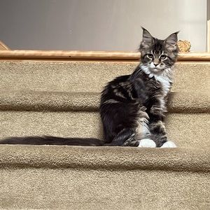 Meet your Posher, Mademoiselle trinkets